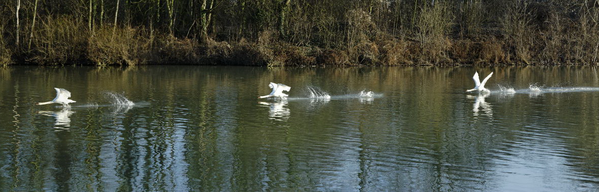 Vol de cygne sur la Seine à Andrésy